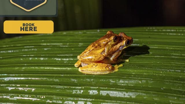 La Fortuna : escapade nocturne forêt et faune - Photo 3 (Gallery view)