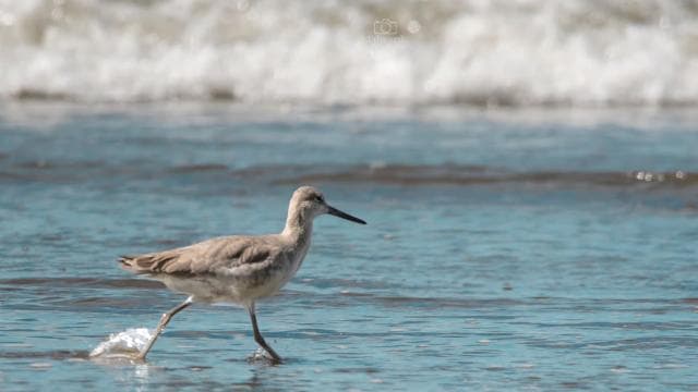 Uvita: Birdwatching - Photo 4 (Gallery view)