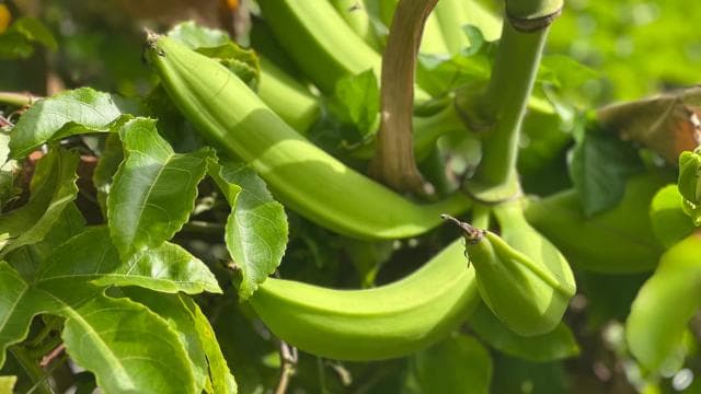 Piñones: Yemek Turu ve Aşçılık Dersi - Photo 5 (Gallery view)
