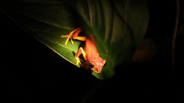 Monteverde Cloud Forest Night Walking Tour – Explore Nocturnal Wildlife - Photo 4 (Gallery view)