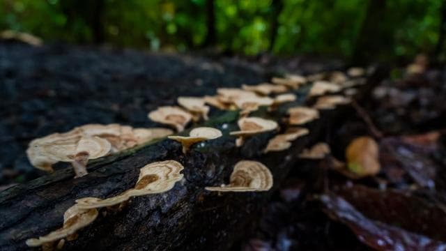 El Tanque: wycieczka z przewodnikiem po GreenEcoPark i owocami sezonowymi - Photo 4 (Gallery view)
