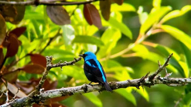 Monteverde: Cloud Forest Tour with a local Guide - Photo 3 (Gallery view)