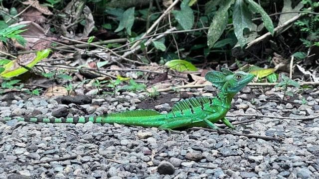 La Fortuna: Rehberli Bogarin Yolu Tembellik İzleme Turu - Photo 5 (Gallery view)