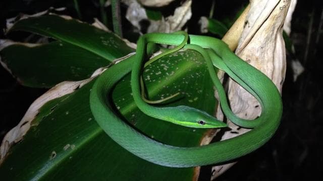 Tortuguero: Night Wildlife Spotting and Jungle Walk - Photo 5 (Gallery view)
