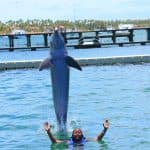 Delfinschwimmen in Punta Cana – Beste 60-minütige Delfinentdeckung - Photo 3 (Gallery view)
