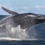 Samana: Bay of Samana Whale Watching Experience - Photo 4 (Gallery view)