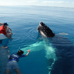 From Punta Cana: Samana Cayo Levantado Whales - Photo 2 (Gallery view)