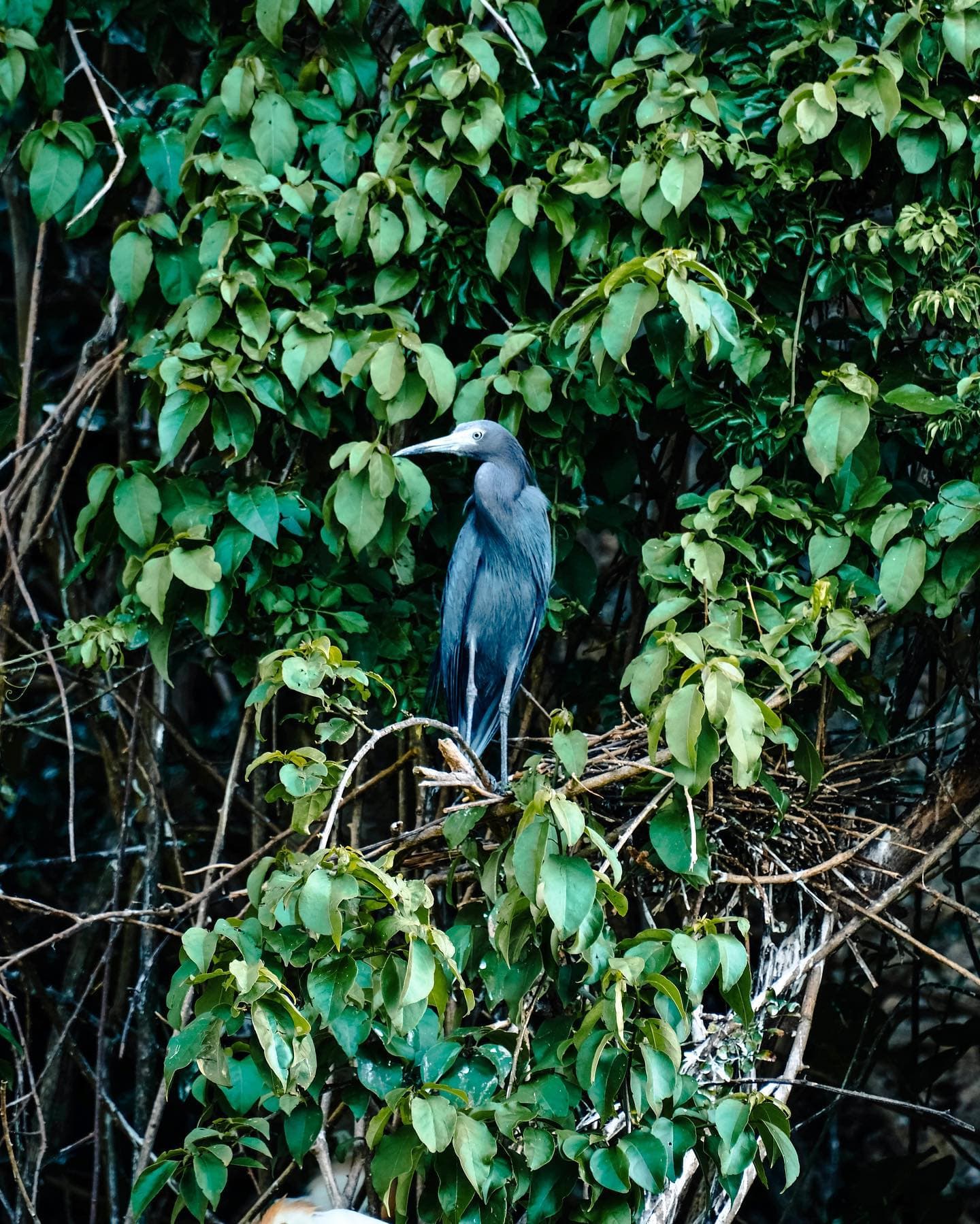 Sabana de la Mar: Los Haitises Park Bike and Boat Tour - Photo 4 (Gallery view)