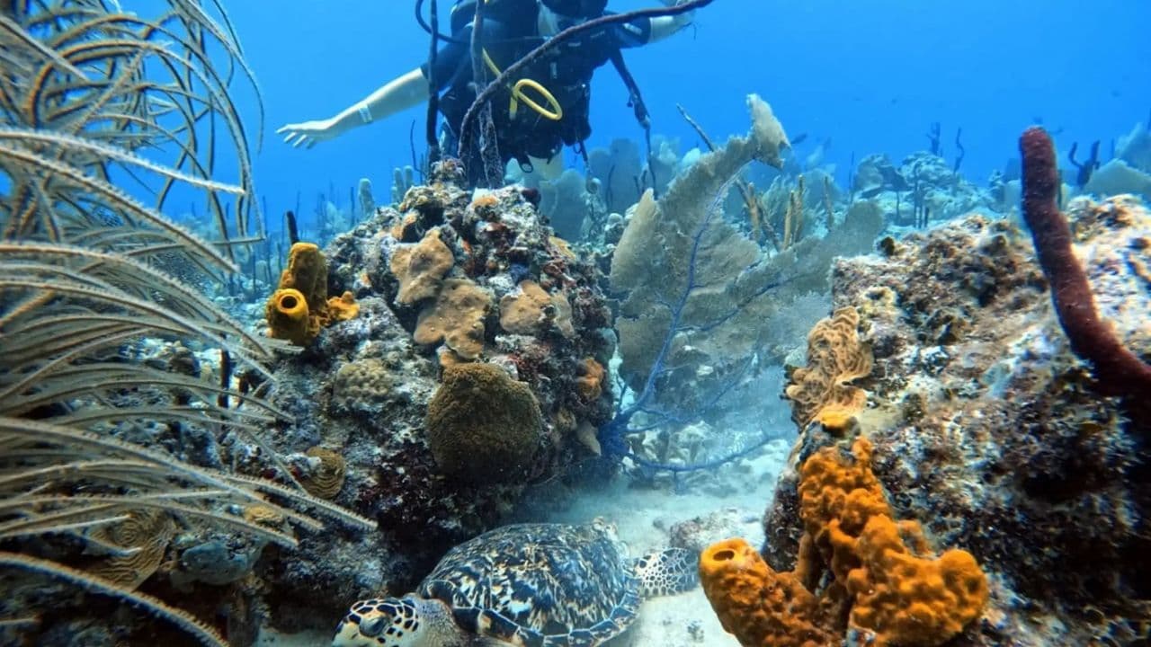 Bayahibe: Scuba Diving Initiation - Godive Bayahibe - Photo 5 (Gallery view)