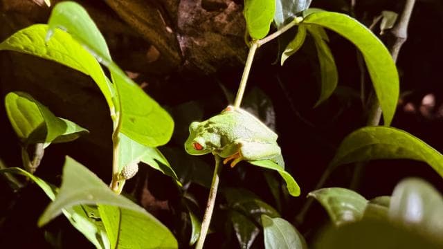 Tortuguero: Discover Hidden Nightlife of the Rainforest - Photo 3 (Gallery view)