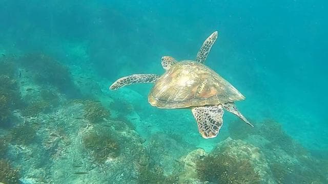 Bahía Drake: tour de snorkel en la isla del Caño con almuerzo - Photo 2 (Gallery view)