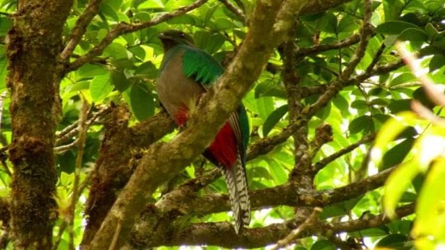 Monteverde: Curi-Cancha Reserve Tour with Entry Ticket - Photo 3 (Gallery view)