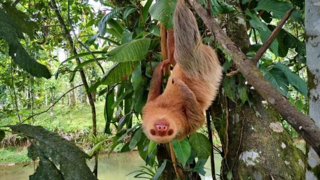 Monteverde: Curi-Cancha Reserve Tour with Entry Ticket - Dominican Republic