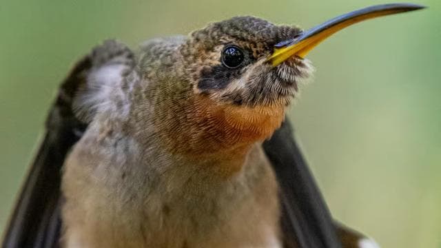 Esquipulas: Manuel Antonio Birdwatching experience - Dominican Republic