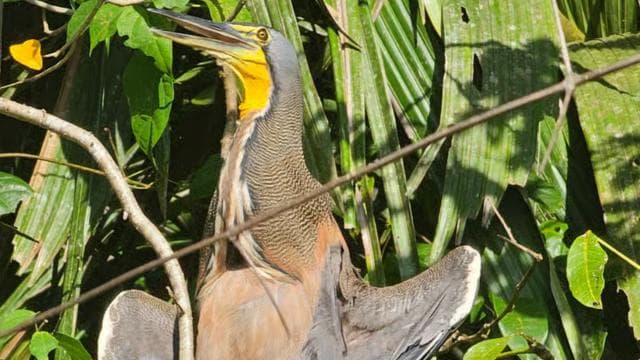 Tortuguero: Canoe tour through the Costa Ricans Amazons. - Photo 5 (Gallery view)