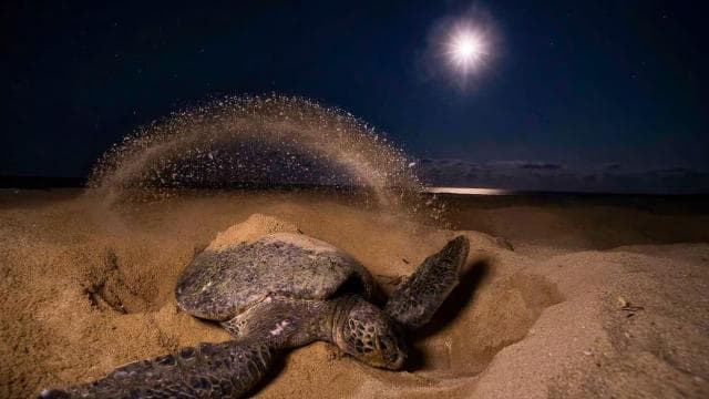 Tortuguero: Nachttour zum Schildkrötennisten - Photo 3 (Gallery view)