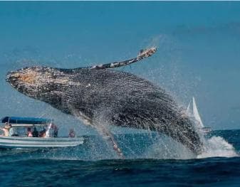 Punta Cana: obserwacja wielorybów w zatoce Samaná i Cayo Levantado - Photo 4 (Gallery view)