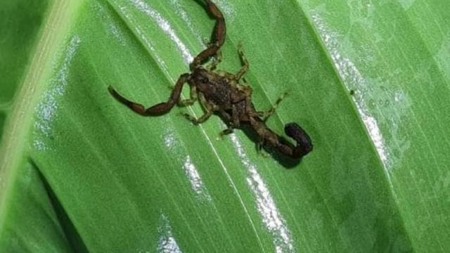 Manuel Antonio Night Jungle Tour - Photo 4 (Gallery view)