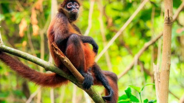 Drake Bay: Corcovado-Nationalpark und Sirena-Station-Tour - Dominican Republic