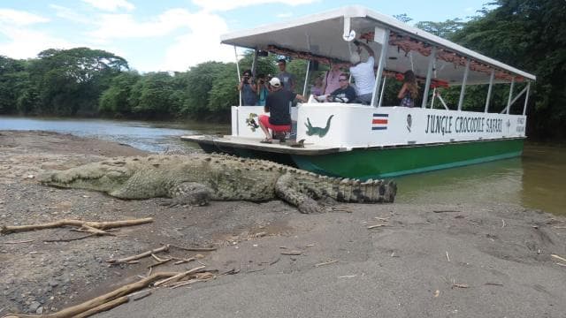 Tarcoles River: Jungle Crocodile Safari & Bird Watching Tour - Photo 2 (Gallery view)