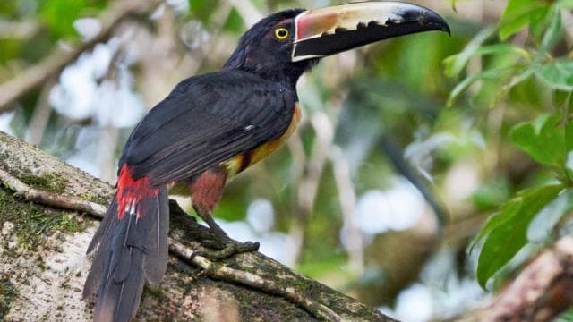 Carara National Park: Gide mache Carara Costa Rica Nature - Photo 2 (Gallery view)