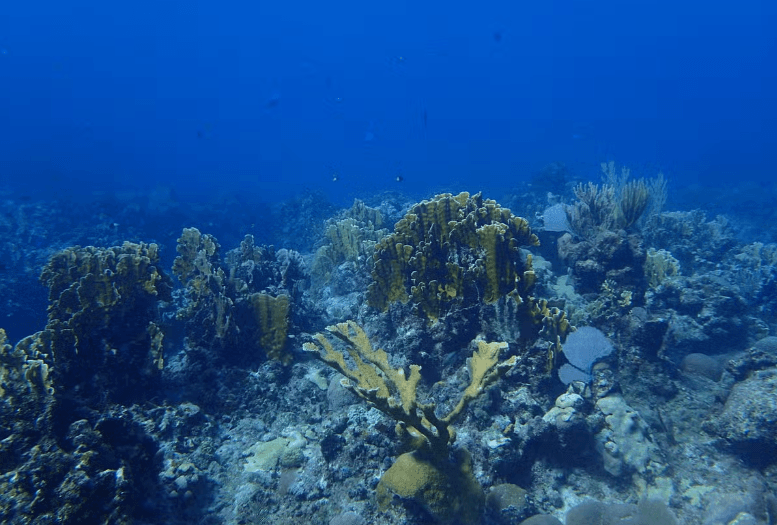 Playa Coral Scuba Diving - Photo 2 (Gallery view)