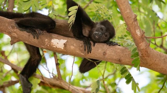Kayaking Adventure: a 2-hour Wildlife Escape - Dominican Republic