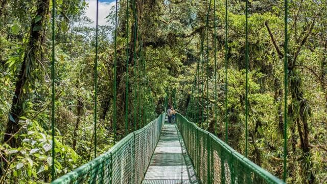 Monteverde: puentes colgantes, perezosos y mariposas - Photo 4 (Gallery view)