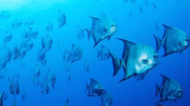 Flamingo & Tamarindo: Two Dives at Las Catalinas Islands - Dominican Republic