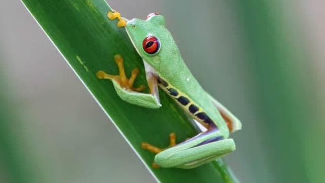 Puerto Limón: Tortuguero Canals Boat & Maratopia Garden Tour - Photo 3 (Gallery view)