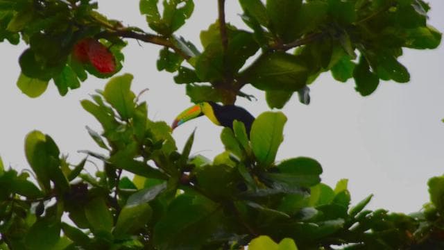 Tortuguero: Jaguar Trail Guided Hike "Feel the Rainforest" - Photo 5 (Gallery view)