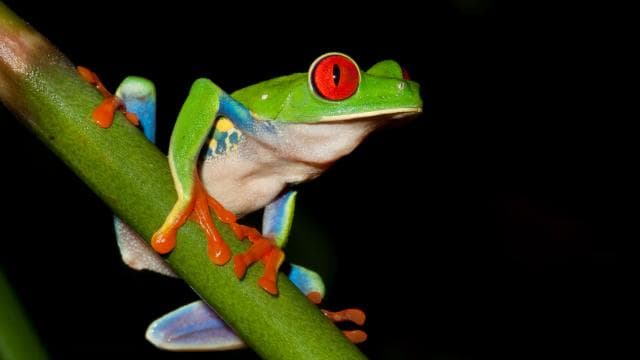 La Fortuna: Evening Frog Safari - Photo 5 (Gallery view)