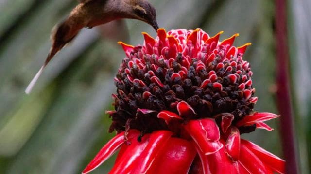 Birdwatching nature walk - Dominican Republic