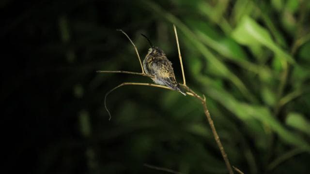 Manuel Antonio Mangrove Boat Night Tour - Photo 2 (Gallery view)