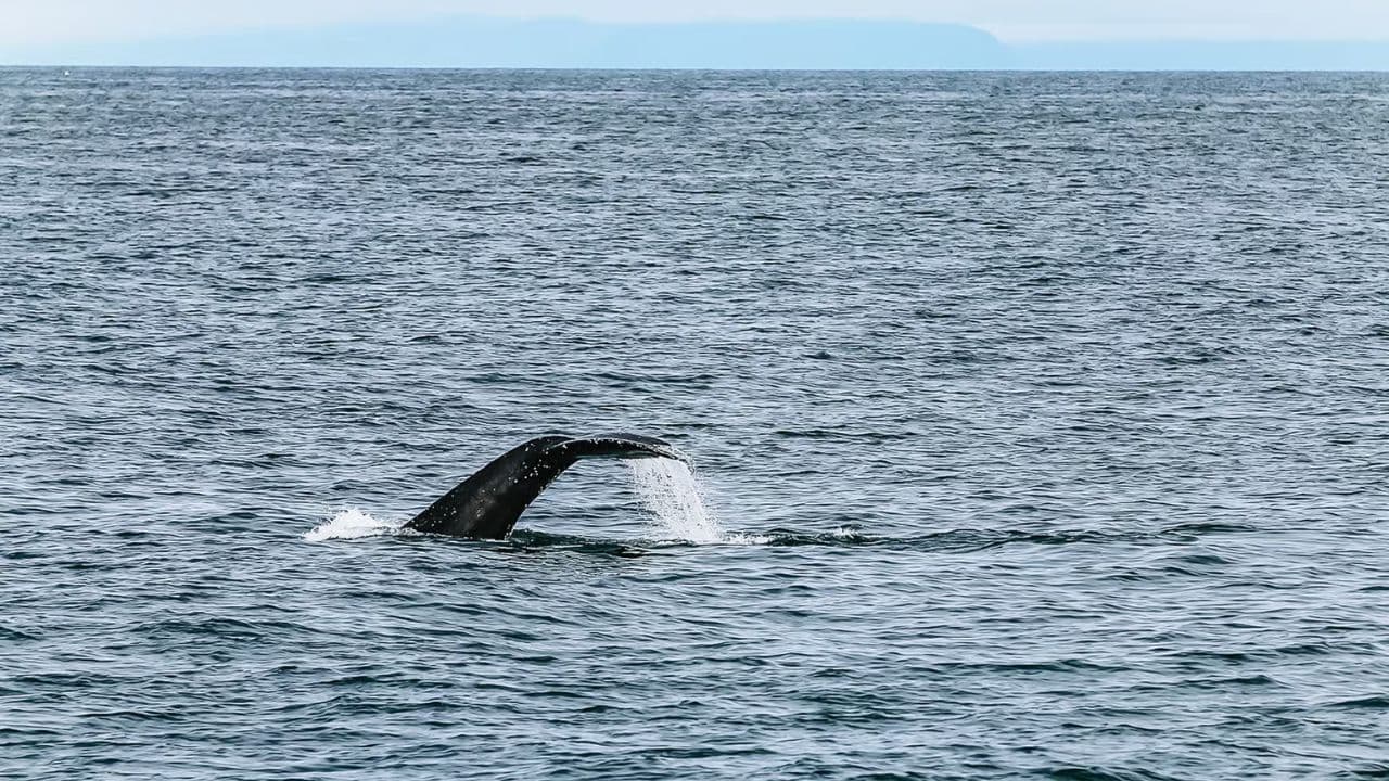 Samaná Whale Watching & Cayo Levantado (Bacardi Island) From Cap Cana - Photo 3 (Gallery view)