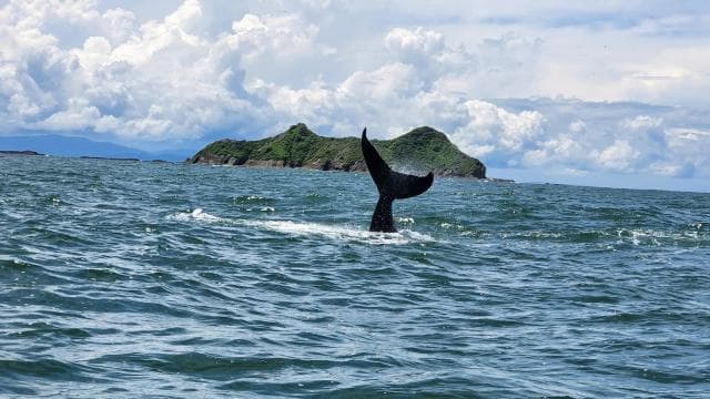 Uvita: Whale Watching Tour in Marino Ballena National Park - Photo 4 (Gallery view)