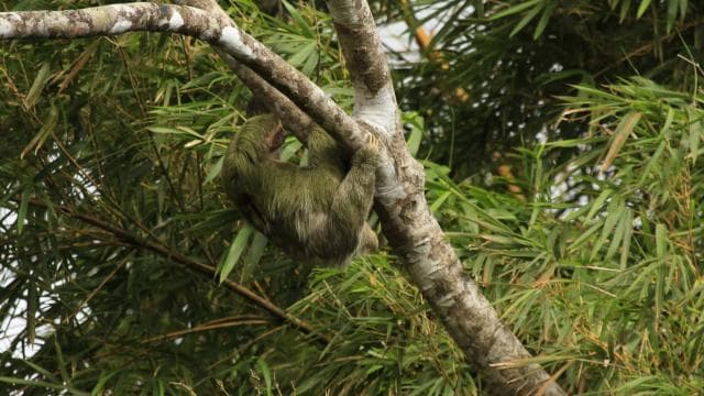 Costa Rica: Sloth túra és kávé, csokoládé és cukornád - Photo 4 (Gallery view)