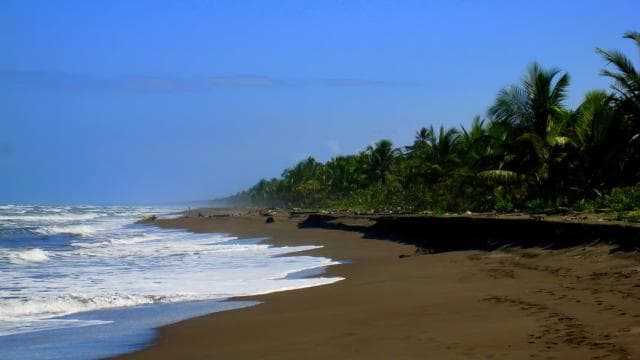 San José : excursion d'une journée au parc Tortuguero avec petit-déjeuner et déjeuner - Photo 4 (Gallery view)