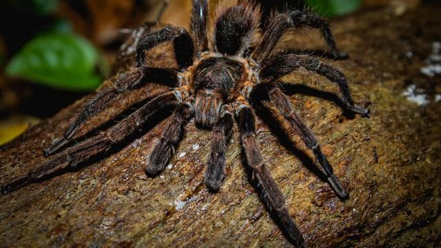 La Fortuna: Night Walk in La Fortuna's Authentic Rainforest - Photo 5 (Gallery view)