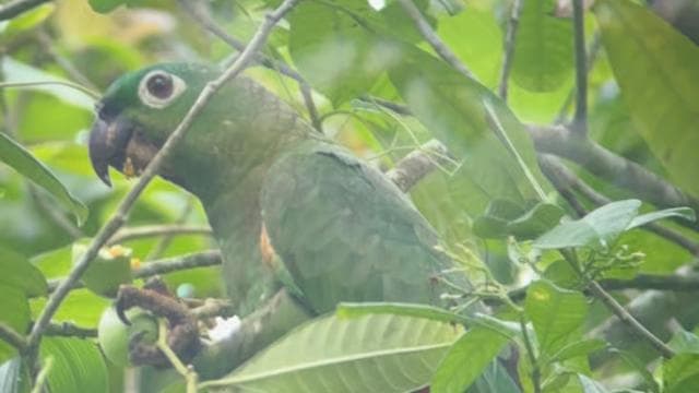 Tortuguero National Park: Jaguar Trail Day Walk Adventure - Photo 3 (Gallery view)