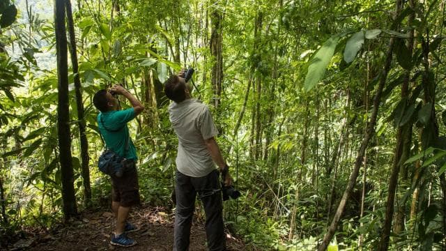 Tortuguero: Day walk in Tortuguero National Park (Jaguar) - Photo 3 (Gallery view)