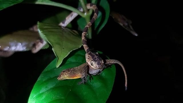 Monteverde: Cloud Forest Tour with Guide & Photos - Photo 3 (Gallery view)