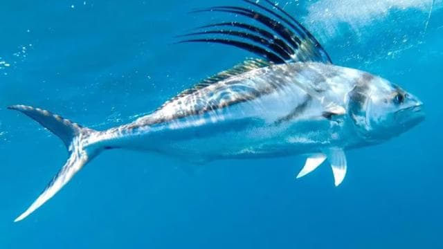 Playa Mantas: Beach Fishing Tour - Dominican Republic