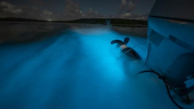Vieques: Bioluminescent Bay Boat Tour - Dominican Republic