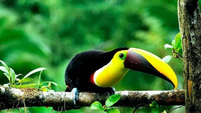 Drake Bay: Jungle Hiking and Canyoning Adventure with Lunch - Dominican Republic