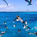 Punta Cana: Saona Island in Private Vehicle and Guide - Photo 5 (Gallery view)