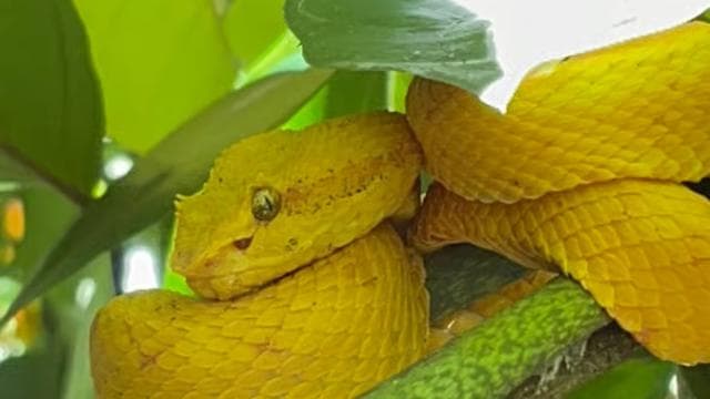 Cahuita: Gyalogtúra és vadvilági városnézés, túra idegenvezetővel - Photo 5 (Gallery view)