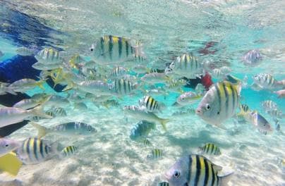 Cayo Arena: tour privato di Paradise Island e Magroves - Photo 2 (Gallery view)