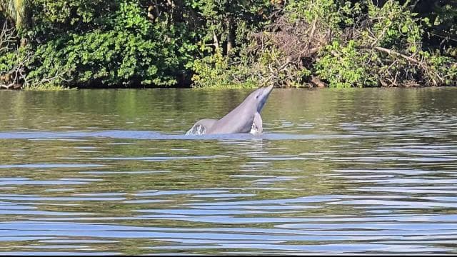 Parcul Național Tortuguero: Tur cu canoe cu motor electric - Photo 5 (Gallery view)