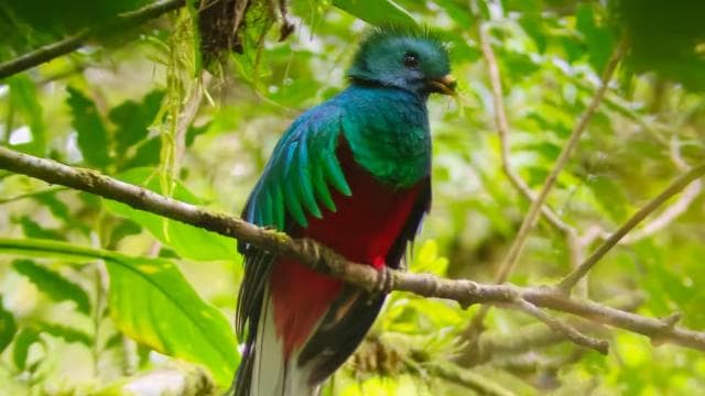 Monteverde: Cloud Forest Guided Walk - Dominican Republic